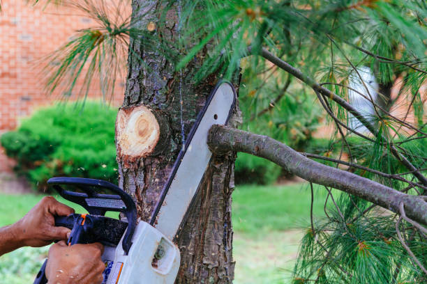 Best Tree Cutting Near Me  in Sudan, TX